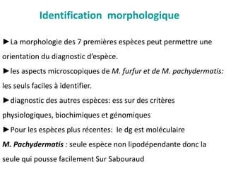 Identification morphologique
►La morphologie des 7 premières espèces peut permettre une
orientation du diagnostic d’espèce.
►les aspects microscopiques de M. furfur et de M. pachydermatis:
les seuls faciles à identifier.
►diagnostic des autres espèces: ess sur des critères
physiologiques, biochimiques et génomiques
►Pour les espèces plus récentes: le dg est moléculaire
M. Pachydermatis : seule espèce non lipodépendante donc la
seule qui pousse facilement Sur Sabouraud
 