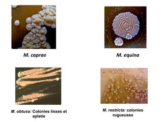M. caprae M. equina
M. obtusa: Colonies lisses et
aplatie
M. restricta: colonies
rugueuses
 