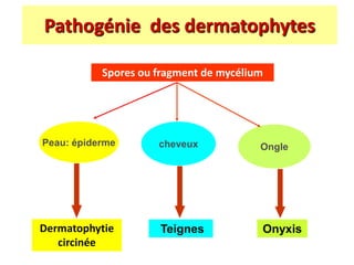 Pathogénie des dermatophytes
Peau: épiderme cheveux Ongle
Dermatophytie
circinée
Teignes Onyxis
Spores ou fragment de mycélium
 