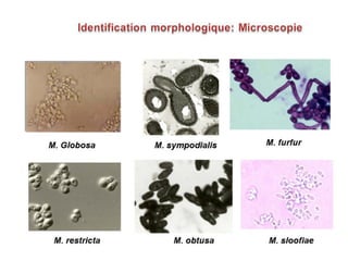 cours dermatophytes+mlassezia -epu 27-10- 2020.pdf