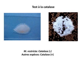M. restricta: Catalase (-)
Autres espèces: Catalase (+)
Test à la catalase
 