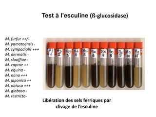 Libération des sels ferriques par
clivage de l’esculine
Test à l’esculine (ß‐glucosidase)
M. furfur ++/-
M. yamatoensis -
M. sympodialis +++
M. dermatis -
M. slooffiae -
M. caprae ++
M. equina -
M. nana +++
M. japonica ++
M. obtusa +++
M. globosa -
M. restricta-
 
