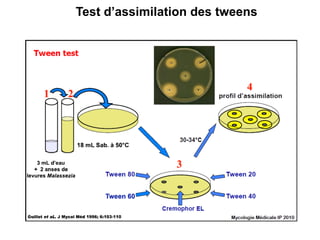 Test d’assimilation des tweens
 