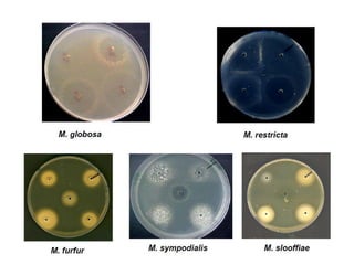 cours dermatophytes+mlassezia -epu 27-10- 2020.pdf