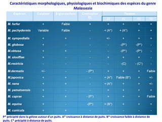 P* précipité dans la gélose autour d’un puits. A* croissance à distance de puits. B* croissance faible à distance de
puits. C* précipité à distance de puits.
Caractéristiques morphologiques, physiologiques et biochimiques des espèces du genre
Malassezia
 