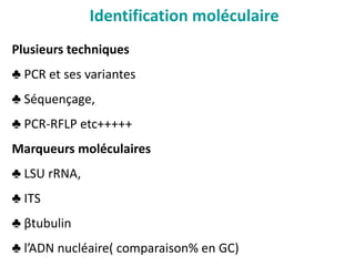 Identification moléculaire
Plusieurs techniques
♣ PCR et ses variantes
♣ Séquençage,
♣ PCR-RFLP etc+++++
Marqueurs moléculaires
♣ LSU rRNA,
♣ ITS
♣ βtubulin
♣ l’ADN nucléaire( comparaison% en GC)
 