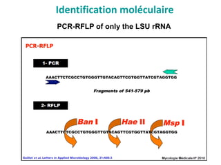 Identification moléculaire
PCR-RFLP of only the LSU rRNA
 