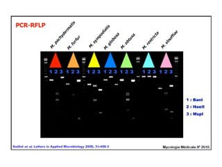 cours dermatophytes+mlassezia -epu 27-10- 2020.pdf