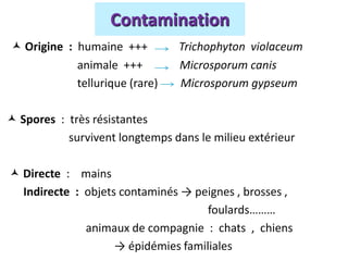  Origine : humaine +++ Trichophyton violaceum
animale +++ Microsporum canis
tellurique (rare) Microsporum gypseum
 Spores : très résistantes
survivent longtemps dans le milieu extérieur
 Directe : mains
Indirecte : objets contaminés → peignes , brosses ,
foulards………
animaux de compagnie : chats , chiens
→ épidémies familiales
Contamination
 