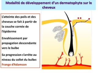 L’atteinte des poils et des
cheveux se fait à partir de
la couche cornée de
l’épiderme
Envahissement par
propagation descendante
vers le bulbe
Sa progression s’arrête au
niveau du collet du bulbe:
Frange d’Adamson
Modalité de développement d’un dermatophyte sur le
cheveux
 