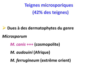  Dues à des dermatophytes du genre
Microsporum
M. canis +++ (cosmopolite)
M. audouini (Afrique)
M. ferrugineum (extrême orient)
Teignes microsporiques
(42% des teignes)
 