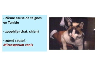 - 2ième cause de teignes
en Tunisie
- zoophile (chat, chien)
- agent causal :
Microsporum canis
 