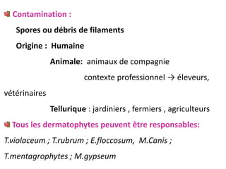 Contamination :
Spores ou débris de filaments
Origine : Humaine
Animale: animaux de compagnie
contexte professionnel → éleveurs,
vétérinaires
Tellurique : jardiniers , fermiers , agriculteurs
Tous les dermatophytes peuvent être responsables:
T.violaceum ; T.rubrum ; E.floccosum, M.Canis ;
T.mentagrophytes ; M.gypseum
 