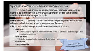 Putrefacción  Descomposición de la materia orgánica por bacterias que se
originan en los intestinos y que se propagan por la sangre
• Se da en condiciones promedio y se presenta en etapas 
• Cromático
• Mancha verde en región de fosa ilíaca derecha, 24 hrs  Extiende a todo el cuerpo 4 días
• Veteado venoso, 48 hrs
• Enfisematoso
• Vesículas llenas de liquido verdeamarillento, opaco y fétido
• Colicuativo
• Esqueletización Depende de las
condiciones ambientales
Signos alejados/Tardíos de transformación cadavérica
 Modificaciones que experimenta el cadáver luego de un
tiempo de transcurrida la muerte; dependen de las condiciones
medioambientales en que se halle
 