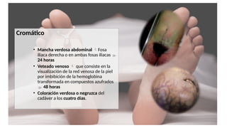 Cromático
• Mancha verdosa abdominal Fosa
iliaca derecha o en ambas fosas iliacas 
24 horas
• Veteado venoso  que consiste en la
visualización de la red venosa de la piel
por imbibición de la hemoglobina
transformada en compuestos azufrados
 48 horas
• Coloración verdosa o negruzca del
cadáver a los cuatro días.
 