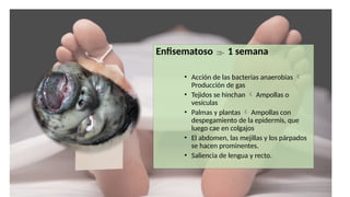 Enfisematoso  1 semana
• Acción de las bacterias anaerobias 
Producción de gas
• Tejidos se hinchan  Ampollas o
vesículas
• Palmas y plantas  Ampollas con
despegamiento de la epidermis, que
luego cae en colgajos
• El abdomen, las mejillas y los párpados
se hacen prominentes.
• Saliencia de lengua y recto.
 