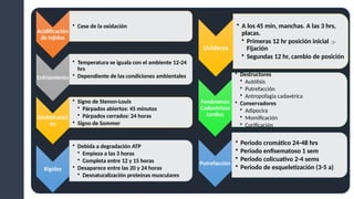 Acidificación
de tejidos
• Cese de la oxidación
Enfriamiento
• Temperatura se iguala con el ambiente 12-24
hrs
• Dependiente de las condiciones ambientales
Deshidrataci
ón
• Signo de Stenon-Louis
• Párpados abiertos: 45 minutos
• Párpados cerrados: 24 horas
• Signo de Sommer
Rigidez
• Debida a degradación ATP
• Empieza a las 3 horas
• Completa entre 12 y 15 horas
• Desaparece entre las 20 y 24 horas
• Desnaturalización proteínas musculares
Livideces
• A los 45 min, manchas. A las 3 hrs,
placas.
• Primeras 12 hr posición inicial 
Fijación
• Segundas 12 hr, cambio de posición
Fenómenos
Cadavéricos
tardíos
• Destructores
• Autólisis
• Putrefacción
• Antropofagia cadavérica
• Conservadores
• Adipocira
• Momificación
• Corificación
Putrefacción
• Periodo cromático 24-48 hrs
• Periodo enfisematoso 1 sem
• Periodo colicuativo 2-4 sems
• Periodo de esqueletización (3-5 a)
 
