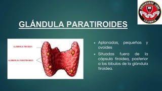 GLÁNDULA PARATIROIDES
● Aplanadas, pequeñas y
ovoides
● Situadas fuera de la
cápsula tiroidea, posterior
a los lóbulos de la glándula
tiroidea.
 