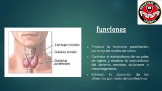 funciones
● Produce la hormona paratiroidea
para regular niveles de calcio.
● Controlar el metabolismo de las sales
de calcio y modera la excitabilidad
del sistema nervioso autónomo o
neurovegetativo.
● Estimula la absorción de los
alimentos por medio de los intestinos
 