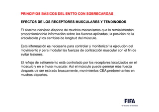 PRINCIPIOS BÁSICOS DEL ENTTO CON SOBRECARGAS
EFECTOS DE LOS RECEPTORES MUSCULARES Y TENDINOSOS
El sistema nervioso dispone de muchos mecanismos que lo retroalimentan
proporcionándole información sobre las fuerzas aplicadas, la posición de la
articulación y los cambios de longitud del músculo.
Esta información es necesaria para controlar y monitorizar la ejecución del
movimiento y para modular las fuerzas de contracción muscular con el fin de
evitar lesiones.
El reflejo de estiramiento está controlado por los receptores localizados en el
músculo y en el huso muscular. Así el músculo puede generar más fuerza
después de ser estirado bruscamente, movimientos CEA predominantes en
muchos deportes.
 