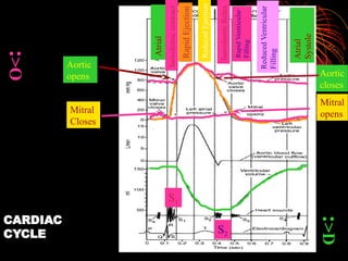 CARDIAC
CYCLE
Atrial
Systole
Mitral
Closes
Isovolumic
contract
.
Aortic
opens
S1
Rapid
Ejection
Reduced
Ejection
Isovolumic
Relax.
Aortic
closes
Rapid
Ventricular
Filling
Mitral
opens
S2
Reduced
Ventricular
Filling
Atrial
Systole
:
>O
:
>D
 