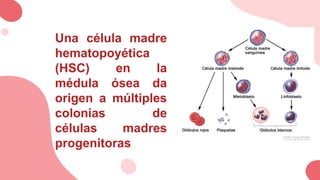 Una célula madre
hematopoyética
(HSC) en la
médula ósea da
origen a múltiples
colonias de
células madres
progenitoras
 
