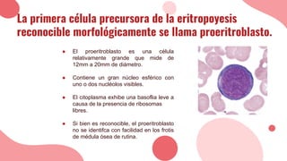 La primera célula precursora de la eritropoyesis
reconocible morfológicamente se llama proeritroblasto.
● El proeritroblasto es una célula
relativamente grande que mide de
12mm a 20mm de diámetro.
● Contiene un gran núcleo esférico con
uno o dos nucléolos visibles.
● El citoplasma exhibe una basoflia leve a
causa de la presencia de ribosomas
libres.
● Si bien es reconocible, el proeritroblasto
no se identifca con facilidad en los frotis
de médula ósea de rutina.
 