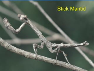 Stick Mantid
 