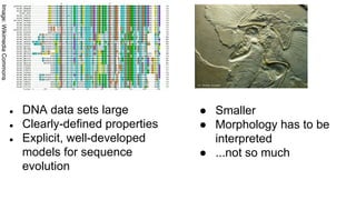 Image:WikimediaCommons
● Smaller
● Morphology has to be
interpreted
● ...not so much
● DNA data sets large
● Clearly-defined properties
● Explicit, well-developed
models for sequence
evolution
 