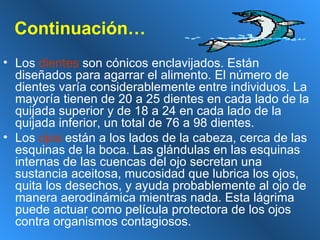 Continuación… Los  dientes  son cónicos enclavijados. Están diseñados para agarrar el alimento. El número de dientes varía considerablemente entre individuos. La mayoría tienen de 20 a 25 dientes en cada lado de la quijada superior y de 18 a 24 en cada lado de la quijada inferior, un total de 76 a 98 dientes.  Los  ojos  están a los lados de la cabeza, cerca de las esquinas de la boca. Las glándulas en las esquinas internas de las cuencas del ojo secretan una sustancia aceitosa, mucosidad que lubrica los ojos, quita los desechos, y ayuda probablemente al ojo de manera aerodinámica mientras nada. Esta lágrima puede actuar como película protectora de los ojos contra organismos contagiosos. 