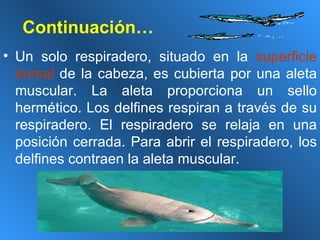Continuación… Un solo respiradero, situado en la  superficie dorsal  de la cabeza, es cubierta por una aleta muscular. La aleta proporciona un sello hermético. Los delfines respiran a través de su respiradero. El respiradero se relaja en una posición cerrada. Para abrir el respiradero, los delfines contraen la aleta muscular.  