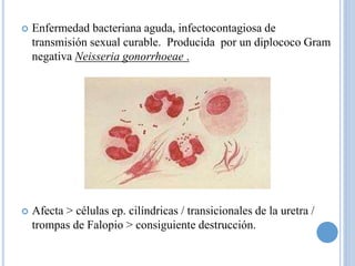  Enfermedad bacteriana aguda, infectocontagiosa de
transmisión sexual curable. Producida por un diplococo Gram
negativa Neisseria gonorrhoeae .
 Afecta > células ep. cilíndricas / transicionales de la uretra /
trompas de Falopio > consiguiente destrucción.
 