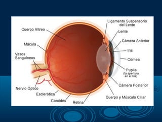EMBRIOLOGIA DESARROLLO OJO Y OIDO