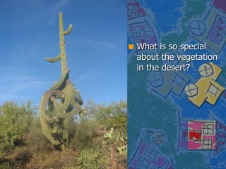 What is so special about the vegetation in the desert? 
