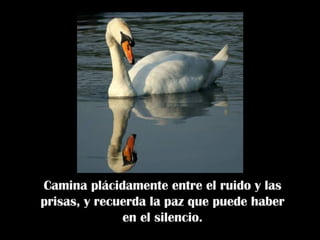 Camina plácidamente entre el ruido y las prisas, y recuerda la paz que puede haber en el silencio. 