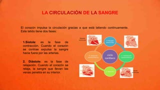 El corazón impulsa la circulación gracias a que está latiendo continuamente.
Este latido tiene dos fases:
LA CIRCULACIÓN DE LA SANGRE
1.Sístole: es la fase de
contracción. Cuando el corazón
se contrae expulsa la sangre
hacia fuera por las arterias.
2. Diástole: es la fase de
relajación. Cuando el corazón se
relaja, la sangre que llevan las
venas penetra en su interior.
 