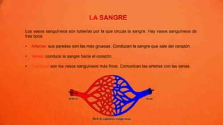 LA SANGRE
Los vasos sanguíneos son tuberías por la que circula la sangre. Hay vasos sanguíneos de
tres tipos:
• Arterias: sus paredes son las más gruesas. Conducen la sangre que sale del corazón.
• Venas: conduce la sangre hacia el corazón.
• Capilares:son los vasos sanguíneos más finos. Comunican las arterias con las venas.
 
