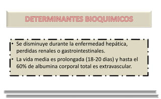 • Se disminuye durante la enfermedad hepática,
perdidas renales o gastrointestinales.
• La vida media es prolongada (18-20 dias) y hasta el
60% de albumina corporal total es extravascular.
 