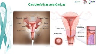 Características anatómicas
 