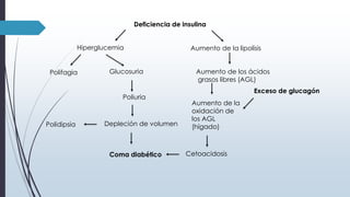 Deficiencia de insulina
Hiperglucemia Aumento de la lipolisis
Glucosuria Aumento de los ácidos
grasos libres (AGL)
Poliuria
Depleción de volumen
Aumento de la
oxidación de
los AGL
(hígado)
Coma diabético Cetoacidosis
Polidipsia
Polifagia
Exceso de glucagón
 