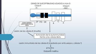 Clase ll
<<ABC>>
Clase ll
<<D>>
DP DQ DR
B
C
A
GENES DE SUSCEPTIBILIDAD LIGADOS A HLA-D
AGENTE AMBIENTAL
(VIRUS,TOXINAS,LECHE DE
VACA)
Lesión de las células B (Insulitis)
Activación de la autoinmunidad
frente a las células Beta
Lesión inmunitaria de las células B (mediada por anticuerpos y células T)
Insulina
Diabetes mellitus
 
