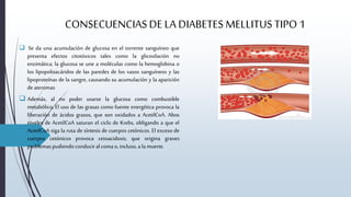 CONSECUENCIASDE LA DIABETES MELLITUS TIPO 1
 Se da una acumulación de glucosa en el torrente sanguíneo que
presenta efectos citotóxicos tales como la glicosilación no
enzimática; la glucosa se une a moléculas como la hemoglobina o
los lipopolisacáridos de las paredes de los vasos sanguíneos y las
lipoproteínas de la sangre, causando su acumulación y la aparición
deateromas
 Además, al no poder usarse la glucosa como combustible
metabólico, El uso de las grasas como fuente energética provoca la
liberación de ácidos grasos, que son oxidados a AcetilCoA. Altos
niveles de AcetilCoA saturan el ciclo de Krebs, obligando a que el
AcetilCoA siga la ruta de síntesis de cuerpos cetónicos. El exceso de
cuerpos cetónicos provoca cetoacidosis, que origina graves
problemaspudiendoconduciralcomao,incluso,ala muerte.
 