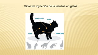 Sitios de inyección de la insulina en gatos 
 