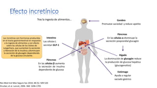 Drucker, et al. Lancet, 2006. 368: 1696-1705
Páncreas
En las células β aumenta
la secreción de insulina
dependiente de glucosa
Cerebro
Promueve saciedad y reduce apetito
Páncreas
En las células α disminuye la
secreción posprandial glucagón
Hígado
La disminución de glucagón reduce
la producción de glucosa hepática
(glucogenolisis)
Estómago
Ayuda a regular
vaciado gástrico
Tras la ingesta de alimentos…
Intestino
Las células L
secretan GLP-1
Las incretinas son hormonas producidas
en el tracto gastrointestinal en respuesta
a la ingesta de alimentos y con efecto
sobre las células de los islotes de
Langerhans, que aumentan la secreción
y liberación de la insulina y disminuyen
la secreción de glucagón dependiendo
de la glucosa circulante.
Rev Med Inst Mex Seguro Soc 2010; 48 (5): 509-520
 