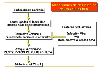 Mecanismos de destrucción
      Predisposición Genética                  de las células beta


   Genes ligados al locus HLA
 (complejo mayor de histocompatibilidad)
                                                Factores Ambientales

       Respuesta Inmune a                           Infección Viral
células beta normales o alteradas                        y/o
                                              Daño directo a células beta


      Ataque Autoinmune
DESTRUCCIÓN DE CELULAS BETA



        Diabetes del Tipo I
 