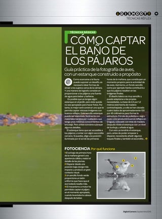 35
DigitalCamera Septiembre2015
TÉCNICAS RÉFLEX
35
TÉCNICAS RÉFLEX
Guíaprácticadelafotografíadeaves,
conunestanqueconstruidoapropósito
CÓMOCAPTAR
ELBAÑODE
LOSPÁJAROS
TÉCNICAS BÁSICAS
Como acercarse a la fauna
puede suponer un desafío, es
necesario idear formas de
atraer a los sujetos cerca de la cámara.
Y una manera de lograrlo consiste en
proporcionar a los pájaros una fuente
de agua para beber y bañarse.
Es posible que ya tengas algún
estanque en el jardín, pero éste quizás
no sea apropiado para hacer fotos. Por
tanto, lo mejor será construir uno que te
permita captar vistosas imágenes con
buenos reflejos. Este sencillo estanque
puede ser elaborado fácilmente con
materiales baratos por cualquiera que
tenga unos mínimos conocimientos de
bricolaje. Pero antes conviene subrayar
algunos detalles.
El estanque tiene que ser accesible a
los pájaros y contar con algún escondite
cercano. Si puedes, elige una posición
iluminada por el sol de las primeras
horas de la mañana, que constituyen un
momento propicio para la actividad de
las aves. Asimismo, un fondo sencillo
como por ejemplo hierba contribuirá a
que los pájaros resalten en las
imágenes finales.
El diseño básico es muy sencillo y
puede adaptarse a las propias
necesidades. La base de 2,4 por 1,2
metros está hecha de madera
contrachapada, y a ella se han clavado
cuatro lados de aproximadamente 130
por 45 milímetros para formar la
estructura. Fórrala de polietileno negro
(este color producirá buenos reflejos en
el agua), colocado con tiras de madera.
Después nivela el estanque con un nivel
de burbuja, y añade el agua.
Con esto ya tendrás el estanque,
pero, antes de poder empezar a
disparar, necesitarás añadir algunos
toques finales y también el escondite…
1 Elsolbajodeprimerahora
delamañanageneróuna
aparienciacálidayrealzóel
detalledelasplumas.
2 Disparardesdeuna
posiciónbajaotorgamás
impactoyproduceungran
contactovisual.
3 Unsencillofondoverde
proporcionauntelón
uniformequehacequeel
avetodavíaresaltemás.
4 Elmecanismoamotorha
permitidocaptarelpájaro
enelmomentoapropiado,
cuandolevantabalacabeza
despuésdebeber.
FOTOCIENCIA Por qué funciona
1
2
3
4
DCM166.shoot_core T.indd 35 21/07/2015 13:48:34
 