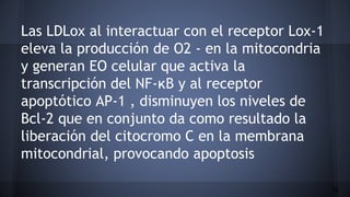 Las LDLox al interactuar con el receptor Lox-1
eleva la producción de O2 - en la mitocondria
y generan EO celular que activa la
transcripción del NF-κB y al receptor
apoptótico AP-1 , disminuyen los niveles de
Bcl-2 que en conjunto da como resultado la
liberación del citocromo C en la membrana
mitocondrial, provocando apoptosis
18
 