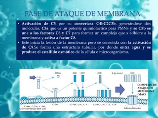 FASE DE ATAQUE DE MEMBRANA
• Activación de C5 por su convertasa C4bC2C3b, generándose dos
moléculas, C5a que es un potente quimiotactico para PMNs y se C5b se
une a los factores C6 y C7 para formar un complejo que s adhiere a la
membrana y activa a factor C8.
• Este inicia la lesión de la membrana pero se consolida con la activación
de C9.Se forma una estructura tubular, por donde entra agua y se
produce el estallido osmótico de la célula o microorganismo.
COMPLEJO DE
ATAQUE DE
MEMBRANA
(MAC)
6 (o más)
 