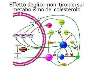 Effetto degli ormoni tiroidei sul
metabolismo del colesterolo
 