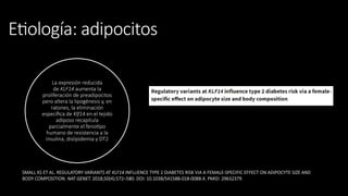 Etiología: adipocitos
La expresión reducida
de KLF14 aumenta la
proliferación de preadipocitos
pero altera la lipogénesis y, en
ratones, la eliminación
específica de Klf14 en el tejido
adiposo recapitula
parcialmente el fenotipo
humano de resistencia a la
insulina, dislipidemia y DT2
SMALL KS ET AL. REGULATORY VARIANTS AT KLF14 INFLUENCE TYPE 2 DIABETES RISK VIA A FEMALE-SPECIFIC EFFECT ON ADIPOCYTE SIZE AND
BODY COMPOSITION. NAT GENET. 2018;50(4):572–580. DOI: 10.1038/S41588-018-0088-X. PMID: 29632379.
 